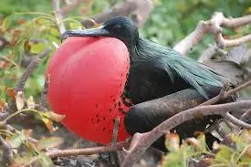 the Frigate Bird Sanctuary